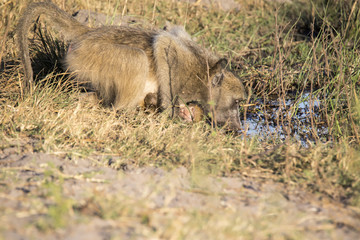 Female, Chacma Baboon, Papio ursinus griseipes, drinking water with chick on belly, Bwabwata, Botswana