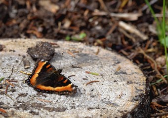 closeup of a Small tortoiseshell resting on a cut tree trunk