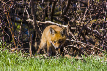 Cute little fox pup puppy sniffing the grass