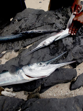 Man slicing swordfish
