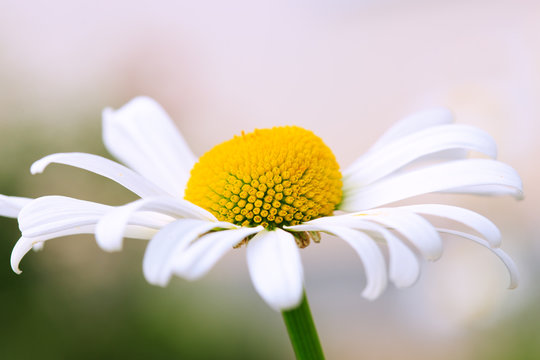 Fototapeta White big daisy flower isolated.