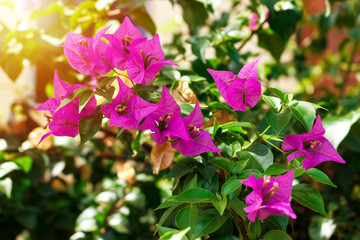 Pink bougainvillea flower with green leaf in sunny light