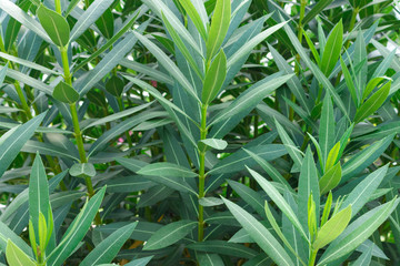 Obraz premium Green tropical leaves background. textured in sunny day