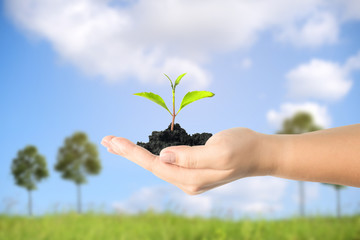 Close up image of human hands holding sprout with blue sky background.