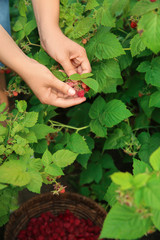 Woman picking ripe raspberries in garden