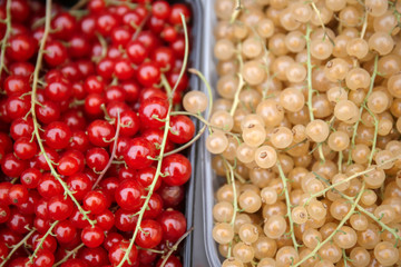 Containers with ripe red and yellow currant at market, closeup