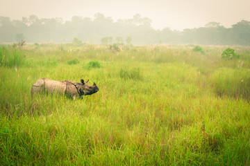 Wild endangered one-horn rhinoceros grazing in a grass field in Chitwan National Park, Nepal, during an elephant safari for tourists. © Em Campos