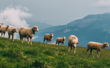 sheeps on a mountain farm on a cloudy day the swiss alps brienzer rothorn switzerland