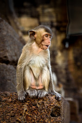 Obraz premium Long-tailed macaque or crab-eating macaque sitting on the laterite or red-rock wall