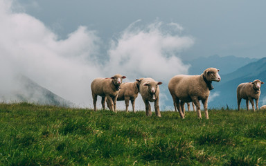 sheeps on a mountain farm on a cloudy day the swiss alps brienzer rothorn switzerland