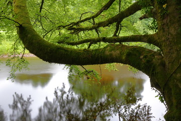 Tree above the river