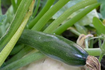 Zucchini im Garten