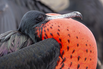 Magnificent Frigatebird (Fregata magnificens) in Galapagos Islan