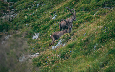 alpine capricorn Steinbock Capra ibex with grass infront