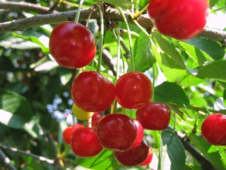 Cherry