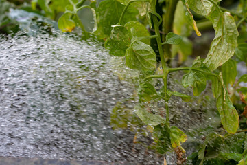 Pflanzen und Gemüse mit Wasser giessen im Sommer