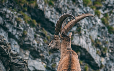 alpine capricorn Steinbock Capra ibex standing on a rock looking away close up, brienzer rothorn...