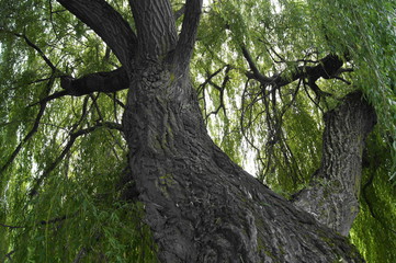 black and green nature