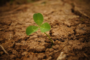 little plant