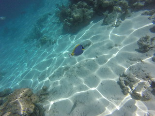 Colorfull fisch reef 