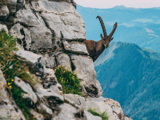 alpine capricorn Steinbock Capra ibex in the mountain scenery on a steep rock, brienzer rothorn switzerland alps