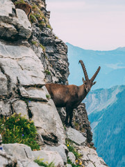 alpine capricorn Steinbock Capra ibex in the mountain scenery on a steep rock, brienzer rothorn switzerland alps
