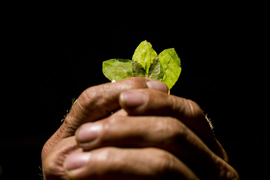 Hoja de Coca Erythroxylum coca (quechua:kuka) es una especie sudamericana de planta con flor de la familia de las eritroxil&aacute;ceas, originaria de las escarpadas estribaciones de los Andes amaz&oacute;nicos.