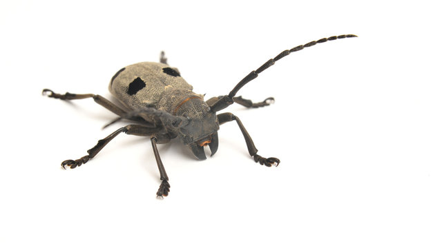 morimus funereus beetle