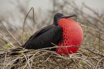 Magnificent Frigatebird (Fregata magnificens) in Galapagos Islan