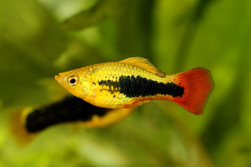Sunburst tuxedo platy male Xiphophorus maculatus tropical aquarium fish 
