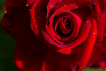 Red rose closeup with water drop.