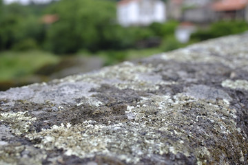Macro Lichen