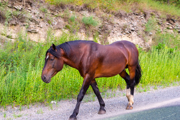 A lone bright brown colored horse without a saddle and a bridle