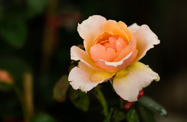 beautiful rose in the garden