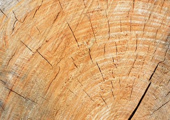 Naklejka premium Cross-cut logs, wood texture, life rings, background for presentations, wallpaper