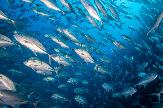 School of jack fish, Puntarenas, Costa Rica