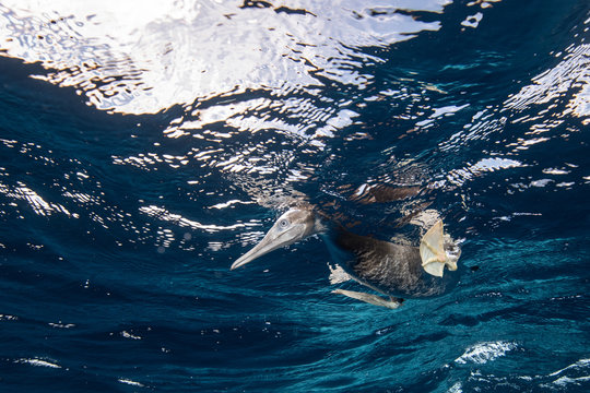 Brown Booby hunting underwater, Puntarenas, Costa Rica