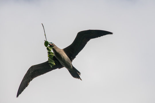 Flying Brown Booby carrying twigs in mouth, Puntarenas, Costa Rica
