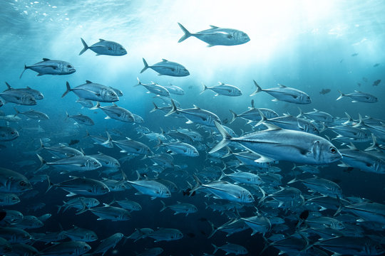 School of jackfish, Puntarenas, Costa Rica