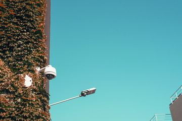 Imagen minimalista edificio cubierto de plantas trepadoras desde abajo. Hay un cielo azul profundo más allá de la escena.