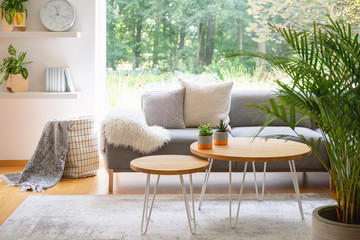 Wooden tables in front of grey sofa with cushions in scandi living room interior with plant. Real...