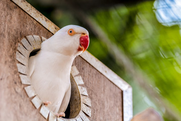 The rose-ringed parakeet (Psittacula krameri), also known as the ring-necked parakeet, is a...