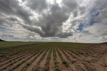 Fototapeta na wymiar Wide field skyline after rain with dramatic clouds in spring