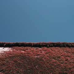 Imagen minimalista edificio cubierto de plantas trepadoras desde abajo. Hay un cielo azul profundo...