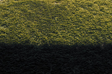 Imagen minimalista de una fachada cubierta de plantas trepadoras con sombras