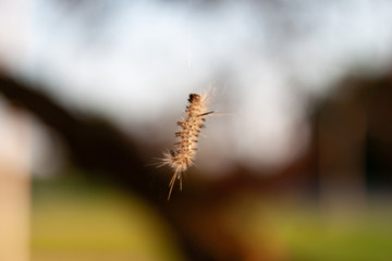 Caterpillar hanging from thread closeup