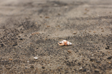 Image of little brown Sea shell on the sand beach background