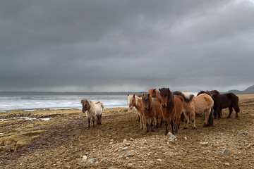 Iceland horses - 02
