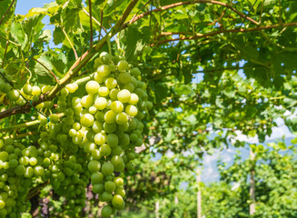 Fototapeta na wymiar Sweet and tasty white grape bunch on the vine