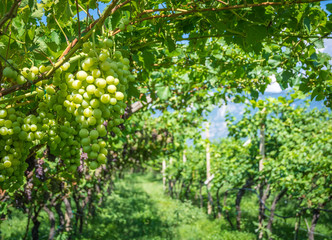 Fototapeta na wymiar Sweet and tasty white grape bunch on the vine
